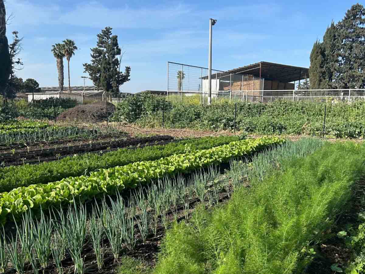 זווית נוספת של ערוגות מגוונות וירוקות בבלאדית