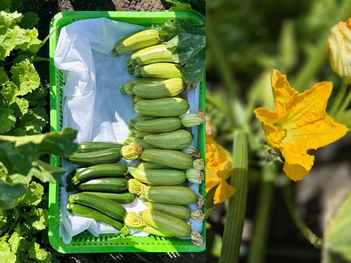 קישואים ופרחי קישוא.