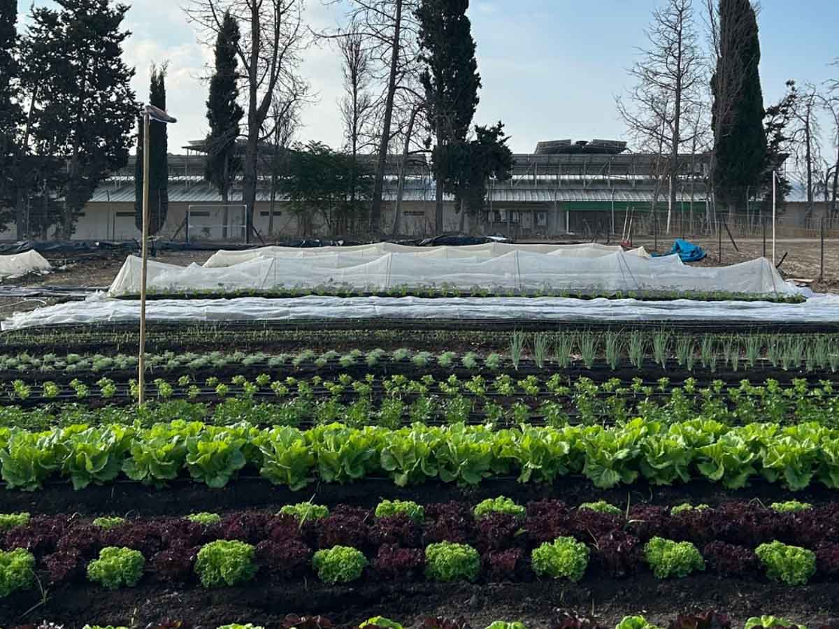 הערוגות הירודות שצומחות בשטח בלאדית.