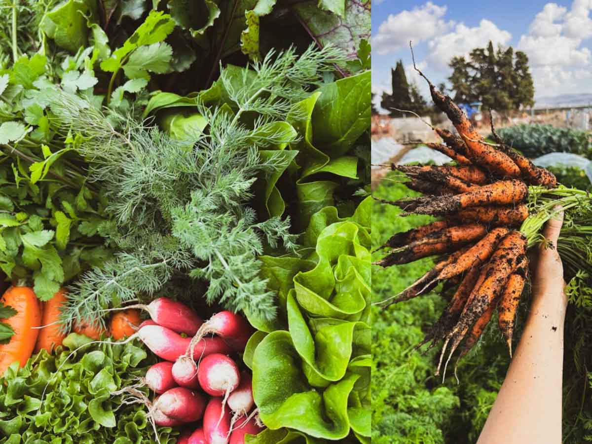 צרור גזרים שהוצאו מהאדמה, ירקות מגוונים כמו צנוניות, חסות, תבלינים.